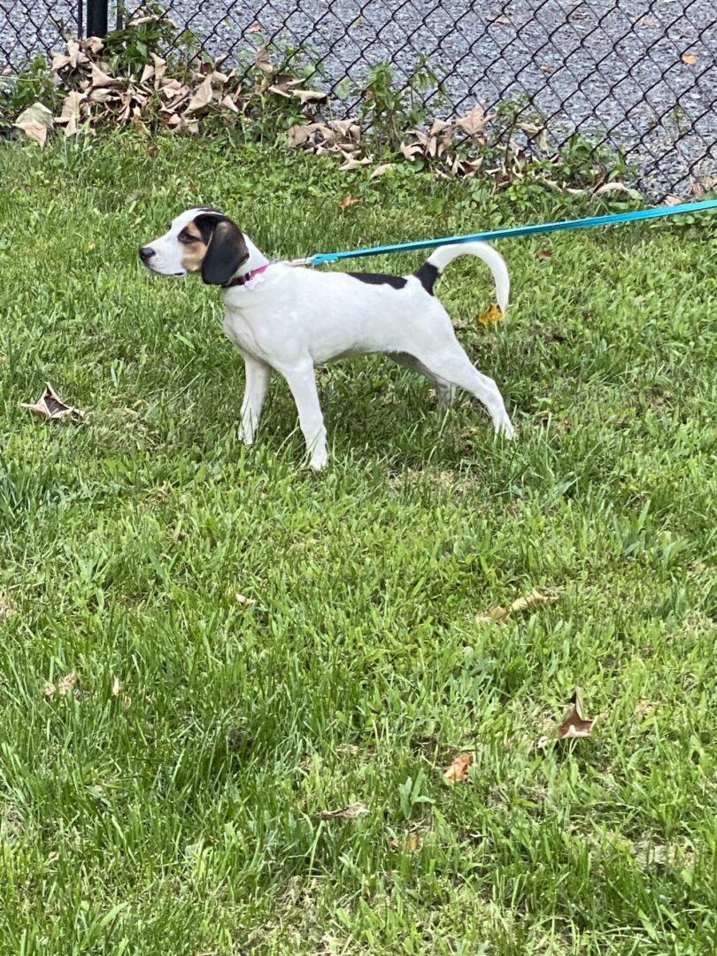 A small white dog with black patches stands on green grass.
