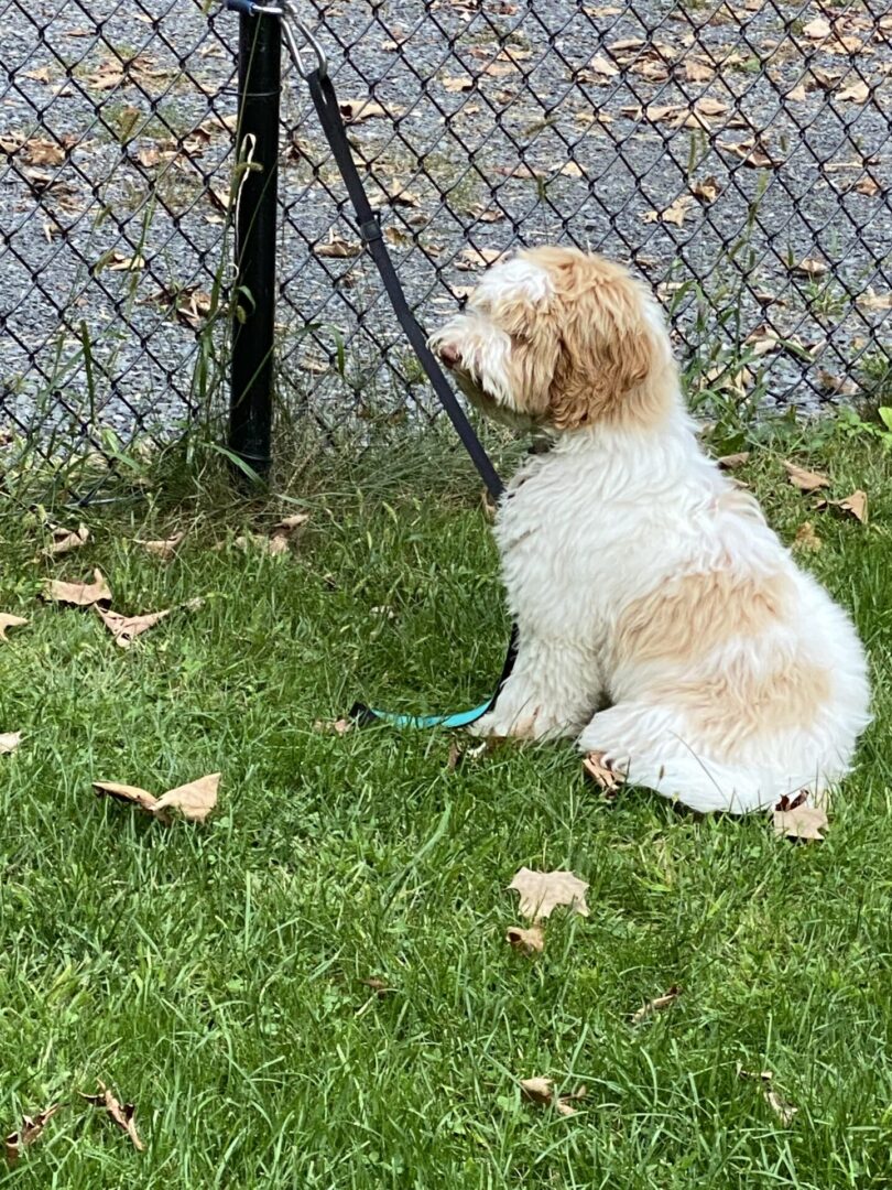 Small fluffy dog sitting attentively by a chain-link fence on green grass.