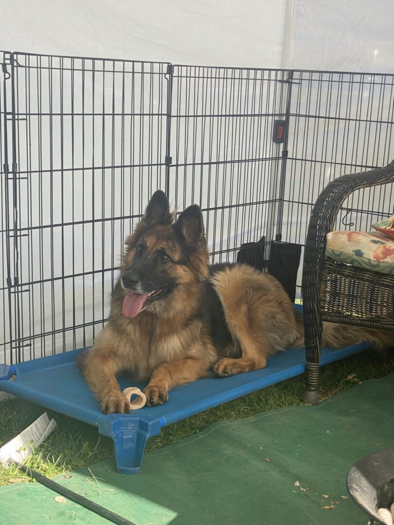 German Shepherd dog resting on a blue elevated bed inside a kennel.