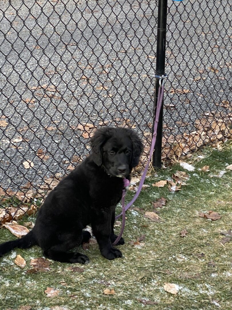 A black puppy sitting next to a chain-link fence on grass.