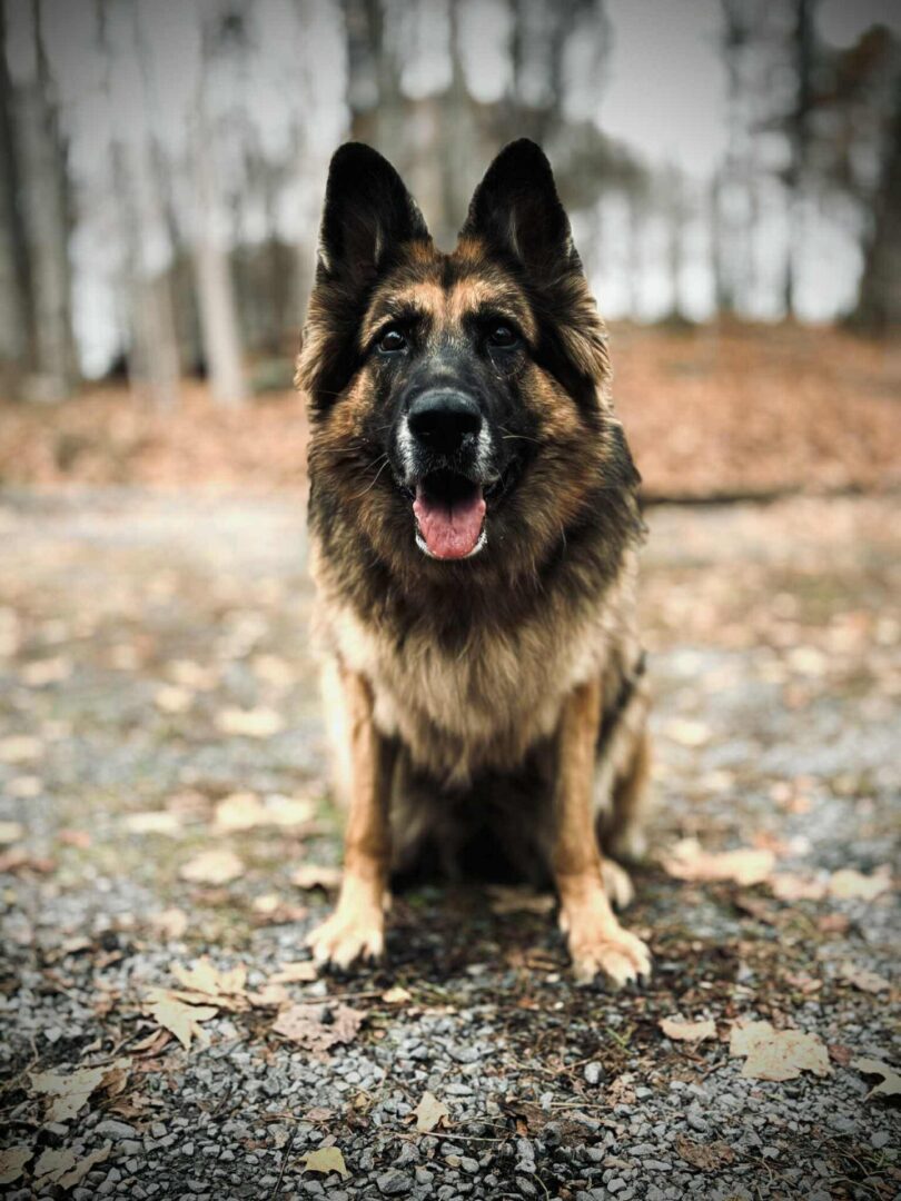 A German Shepherd dog sitting outdoors on a leaf-covered ground.