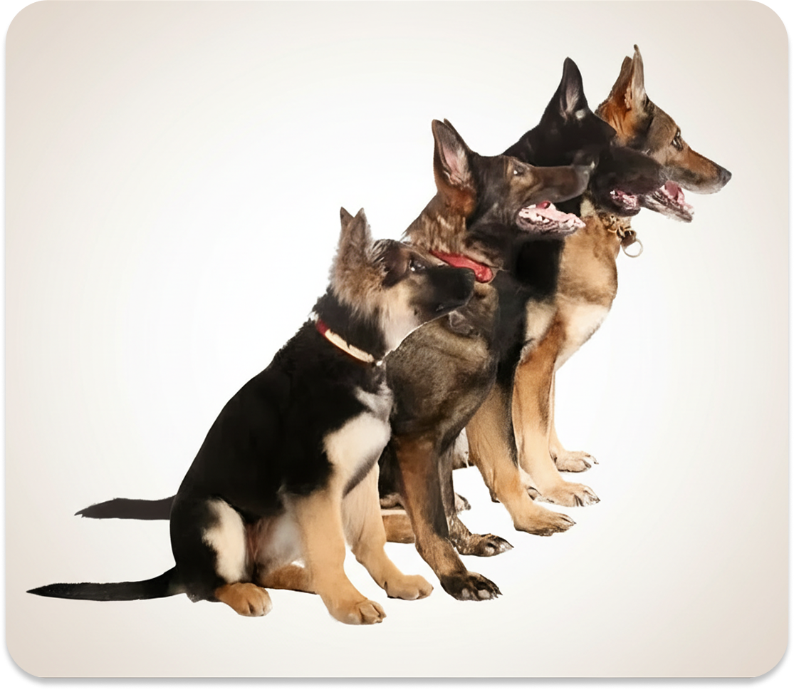 Four German Shepherds sitting in a row