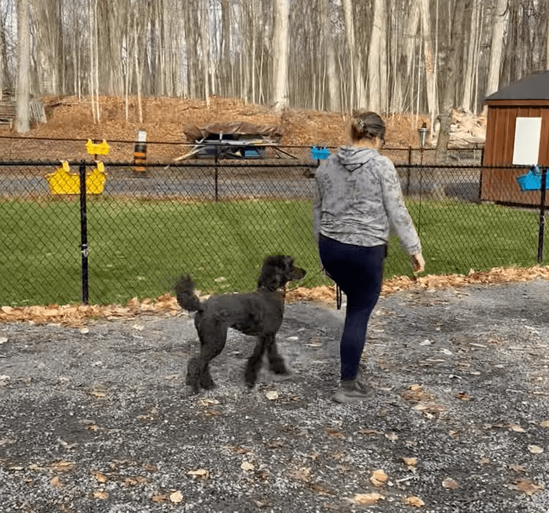 A person walks a black poodle on a leash outside on a fall day.