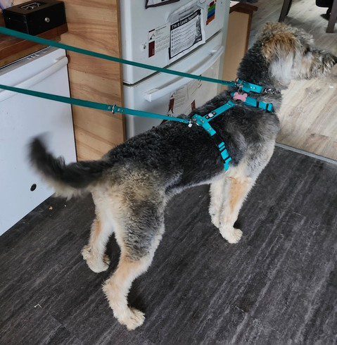 A dog wearing a blue harness near a kitchen counter.