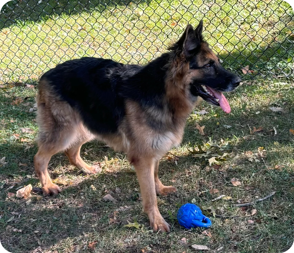 German Shepherd dog standing on grass near a blue toy.