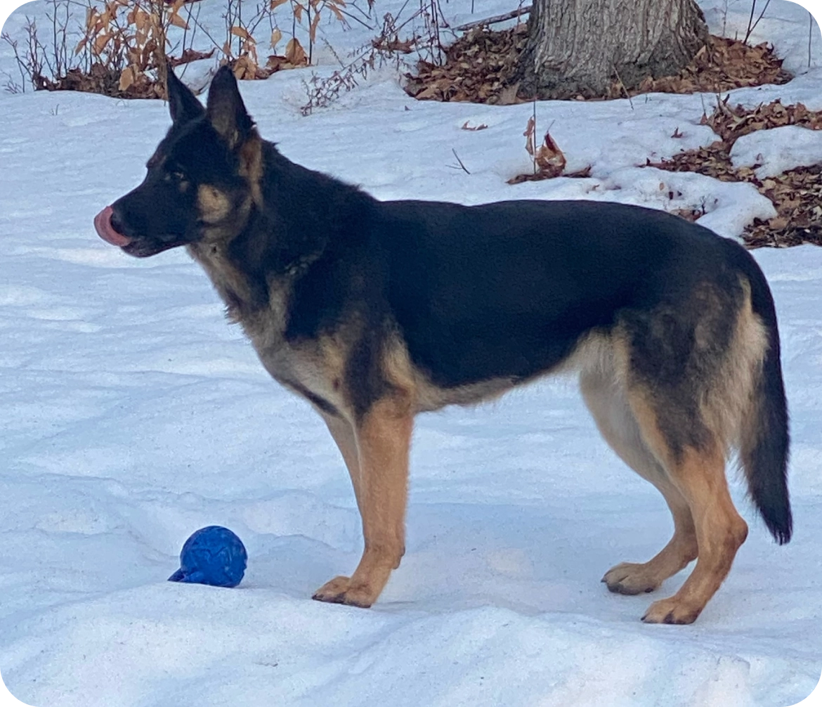 German Shepherd standing alert in the snow near a blue ball.