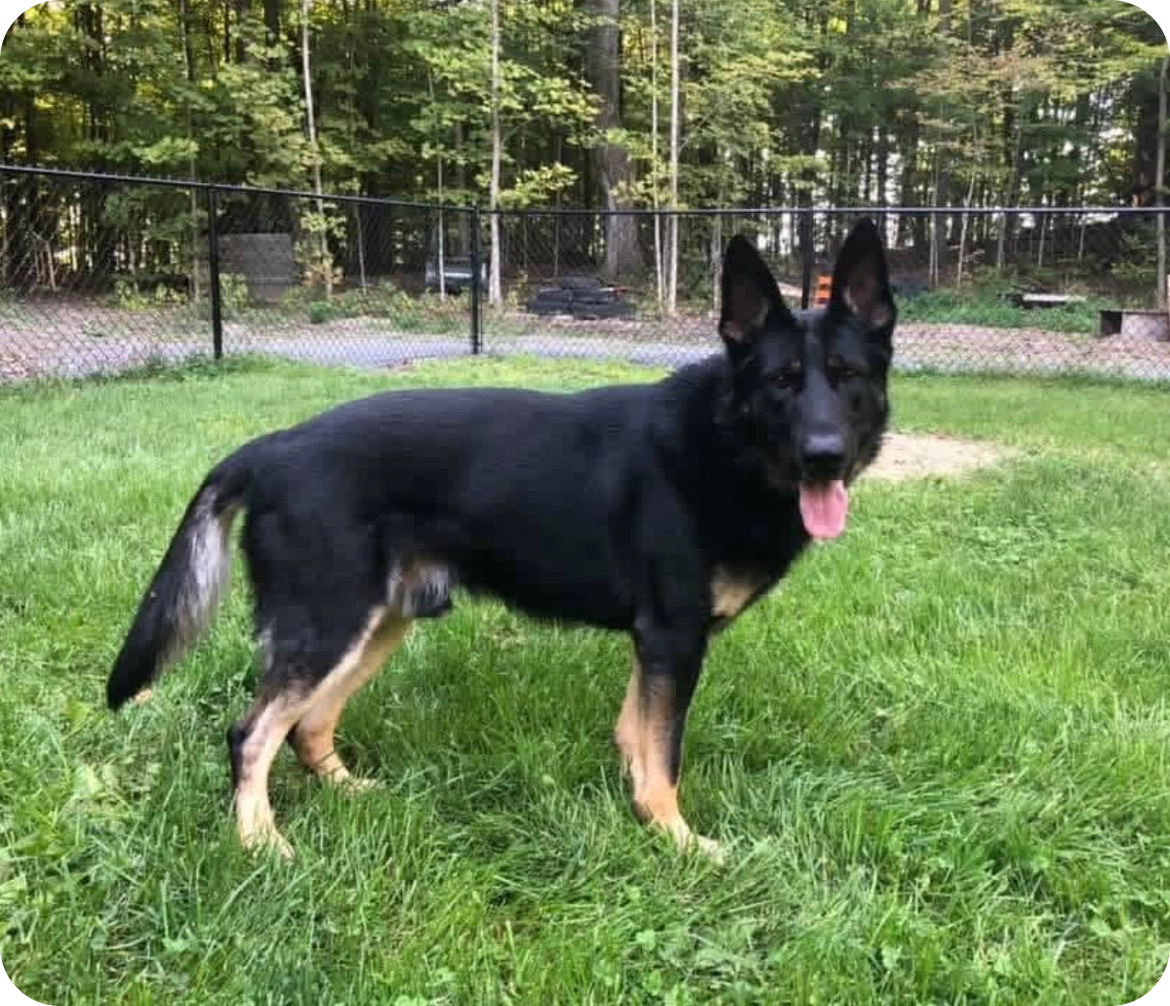 A black and tan German Shepherd standing on grass near a fenced area.