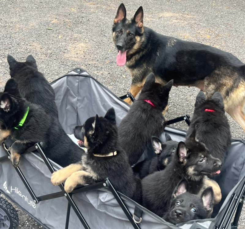 A German Shepherd with her litter of puppies in a wagon.