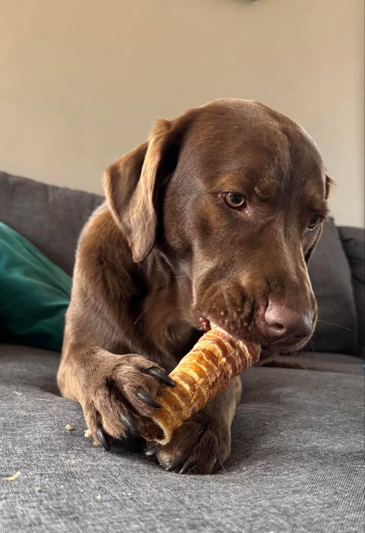 A chocolate Labrador chewing on a treat on a couch.