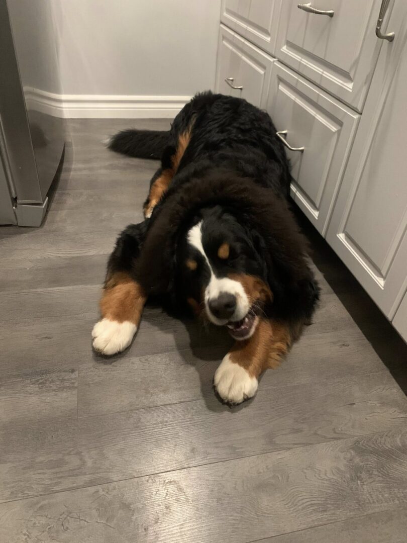 A playful Bernese Mountain Dog puppy lying on a kitchen floor.