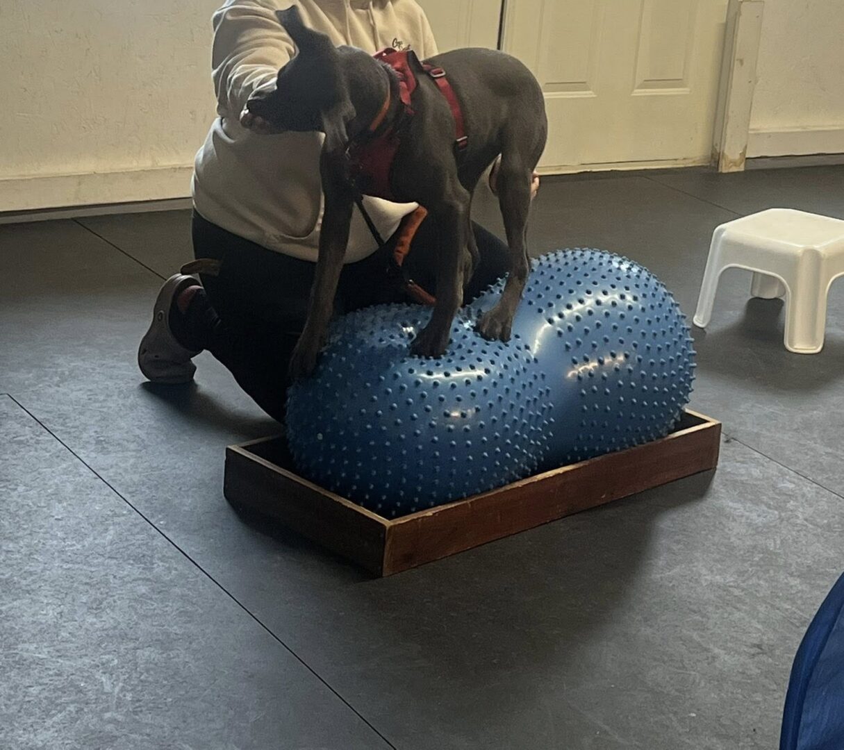 A dog balancing on a blue exercise ball with assistance.