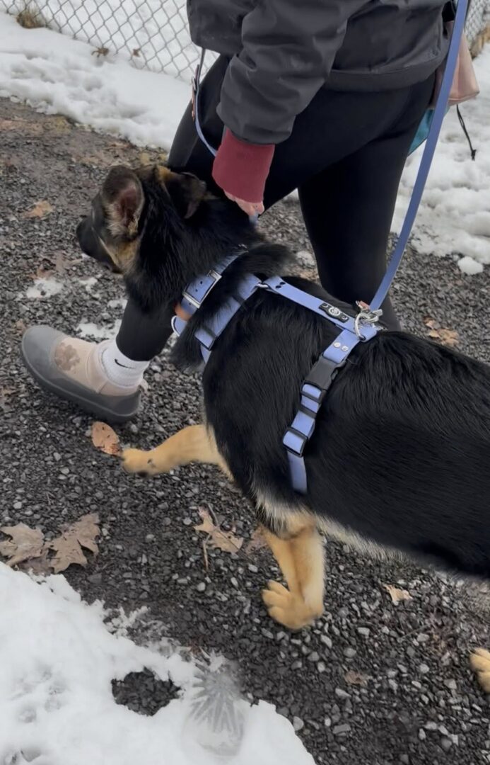A dog in a harness drinking from a cup held by a person.