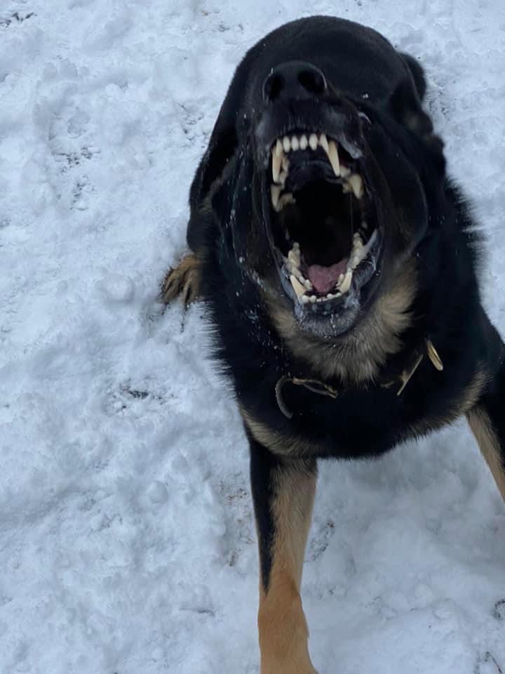 A dog barking aggressively with its mouth wide open in the snow.