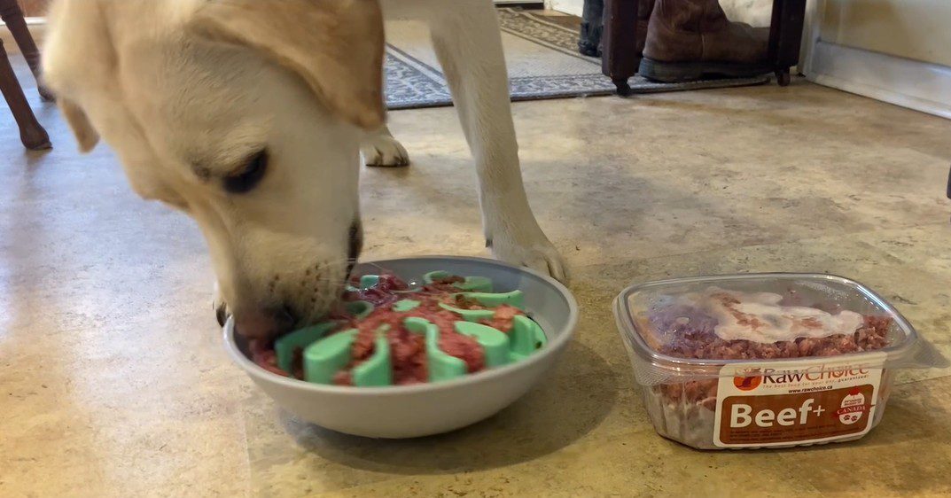 A dog eating a colorful treat from a bowl.
