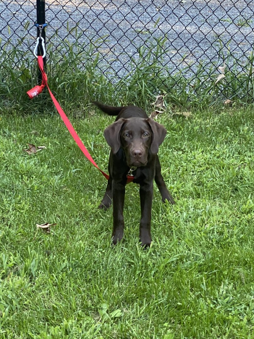 A black dog sitting on green grass with a red leash attached.