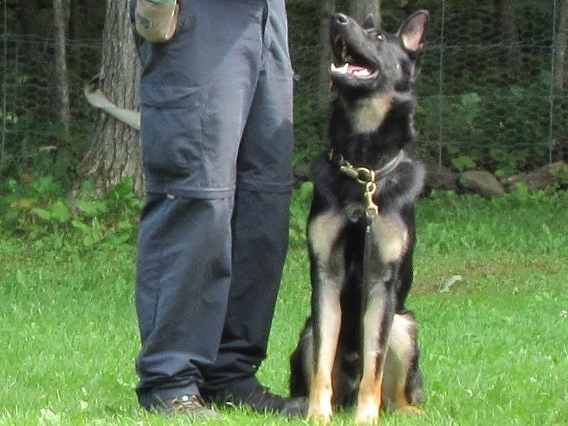 A German Shepherd sitting attentively next to a person outdoors.