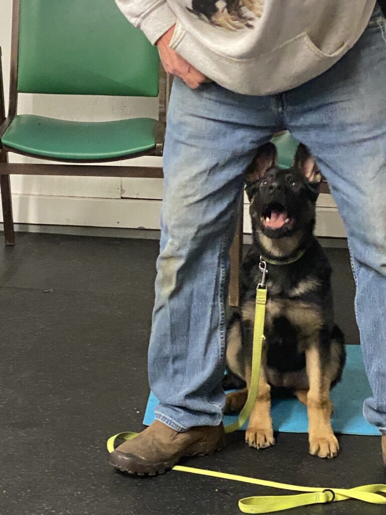 A happy puppy sitting between a person's legs indoors.