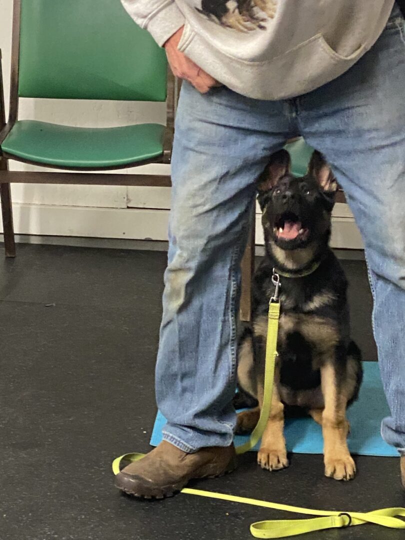 A happy puppy sitting between a person's legs indoors.