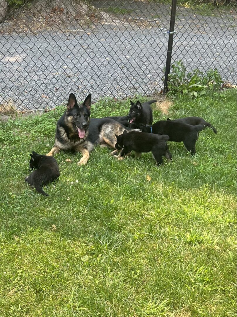 Two adult German Shepherds and five black puppies playing on grass.