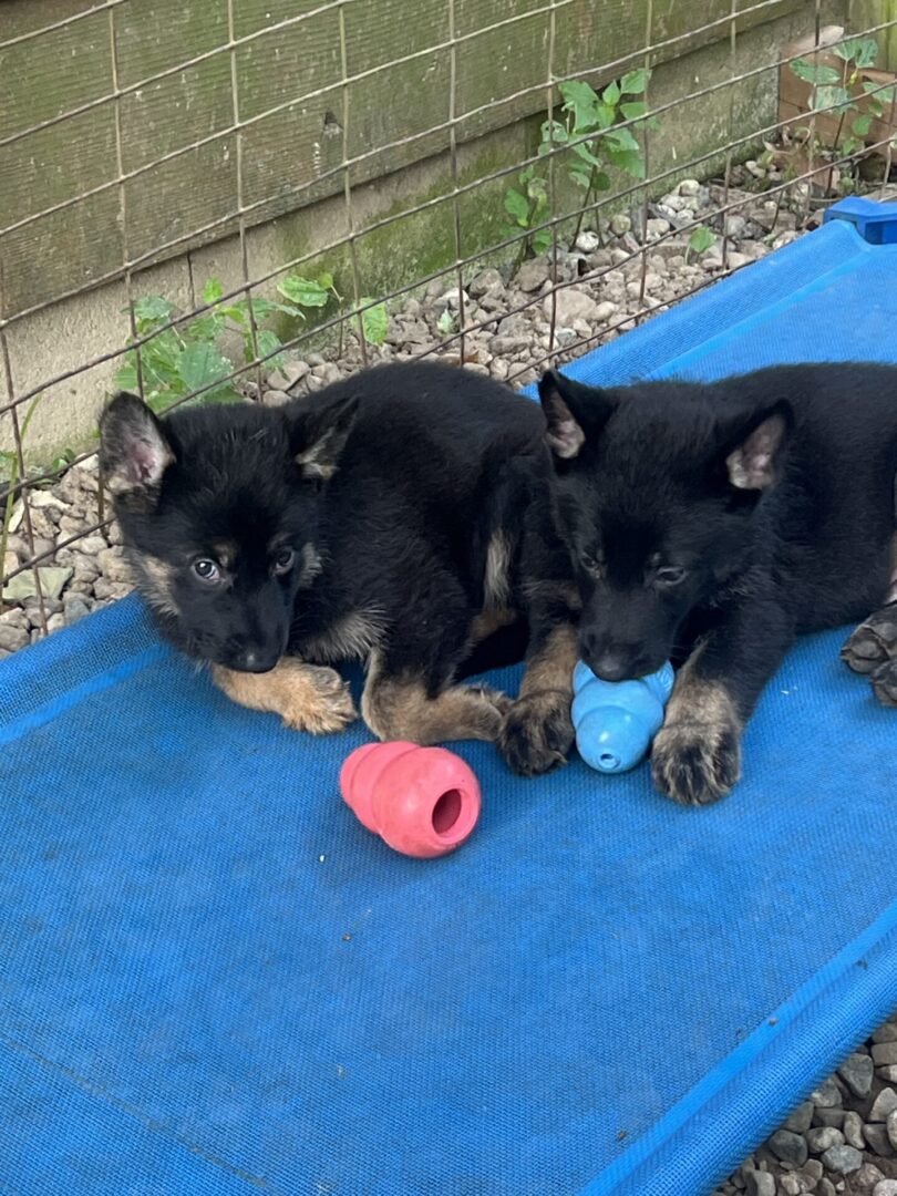 Two black puppies playing with colorful toys on a blue mat.