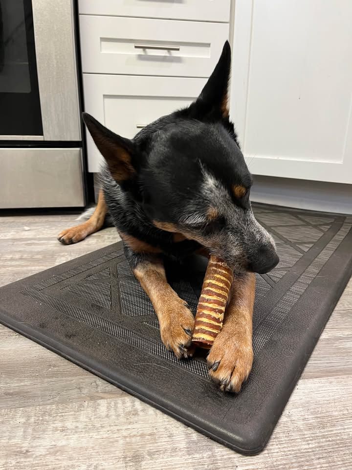 A dog chewing on a bone-shaped treat on a kitchen mat.