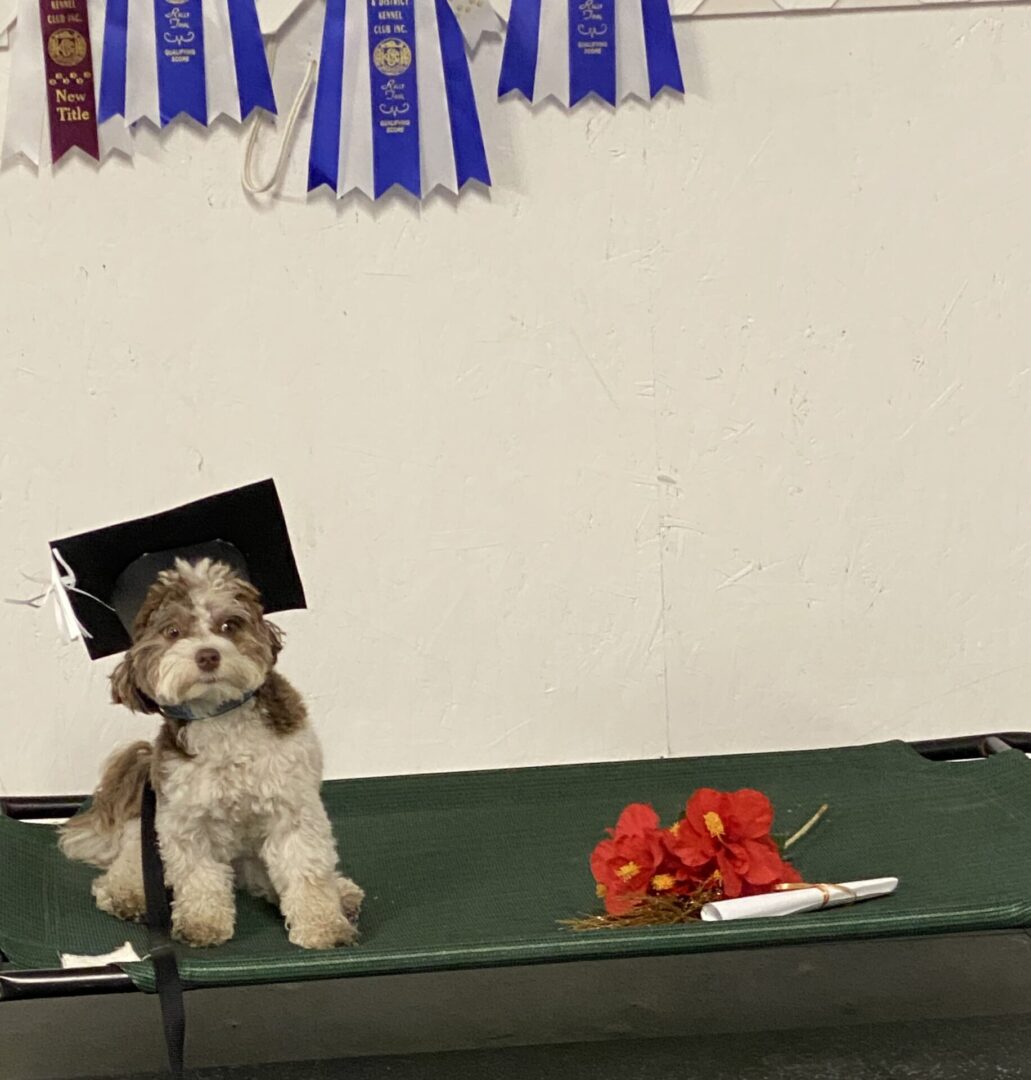 Small dog wearing a graduation cap on a table with a bouquet of flowers.