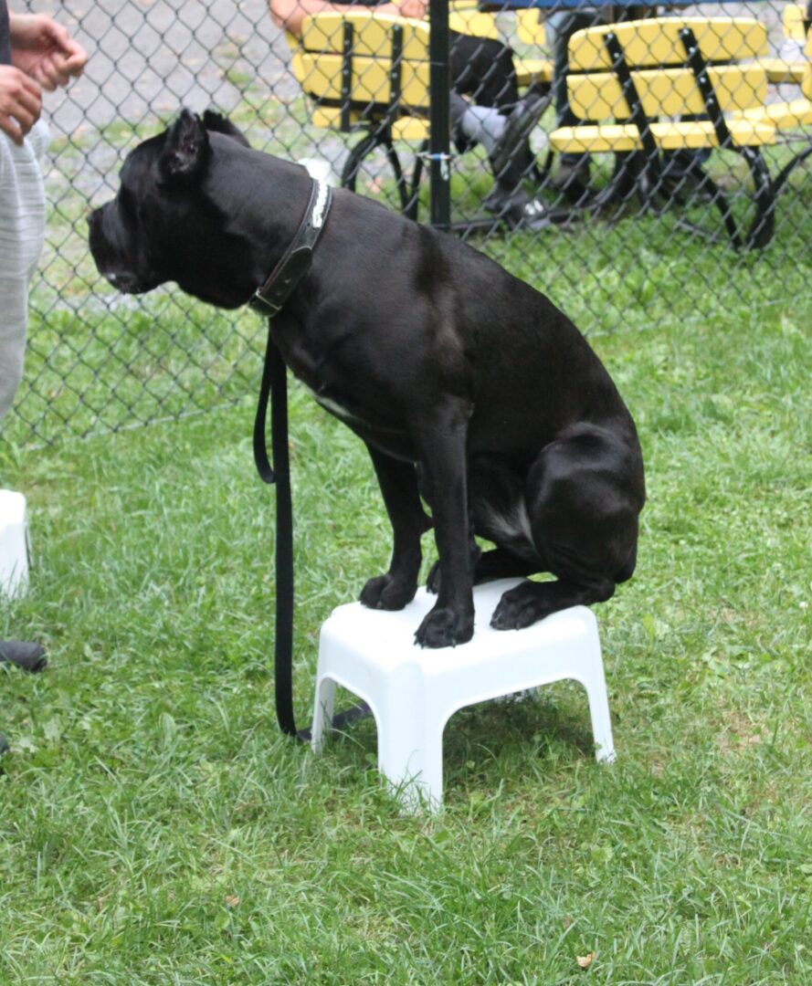 A black dog sitting on a small white stool outdoors.