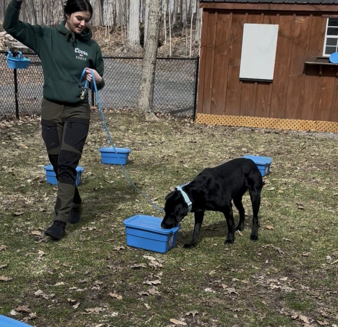 Man training a black dog outdoors, using a blue bowl.