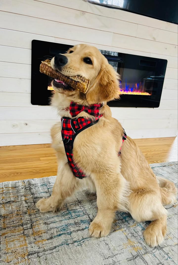 Golden retriever puppy sitting with a stick in its mouth indoors.