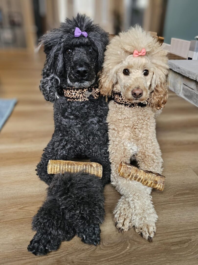 Two poodles sitting side by side with grooming brushes in front of them.