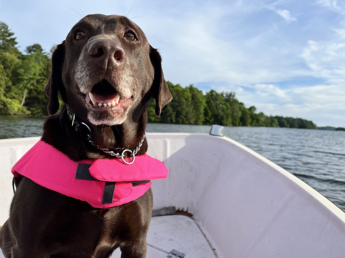 Happy dog with a pink collar enjoying a boat ride on a lake.