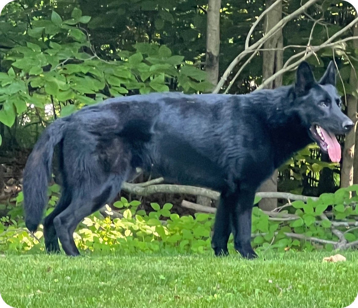 A black dog standing on green grass with trees in the background.