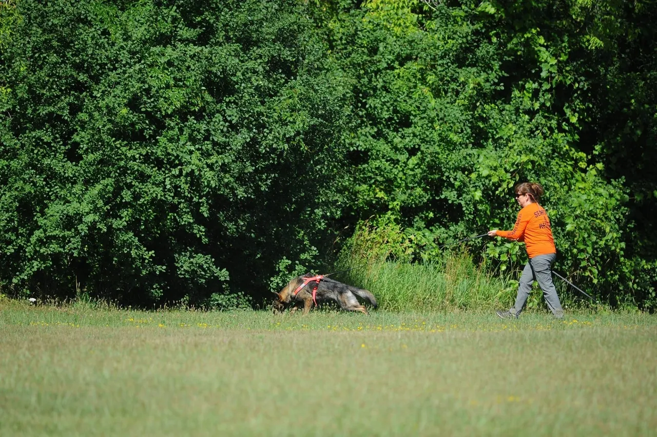 A man trains a dog in a grassy field near dense trees.