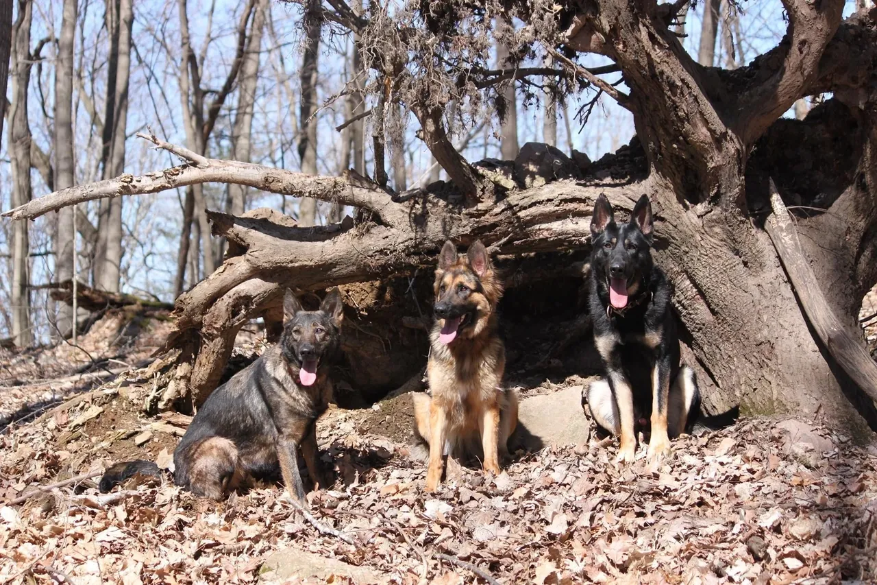 Three German Shepherd dogs resting by a hollow tree in a forest.