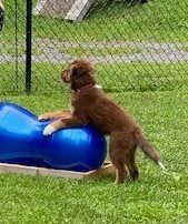A brown puppy playing on a blue playground spring rider outside.
