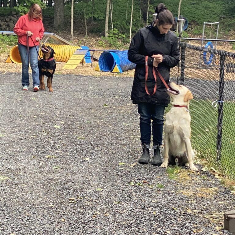 People training dogs in an outdoor fenced area.