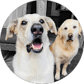 Two dogs posing together, one with its mouth open.